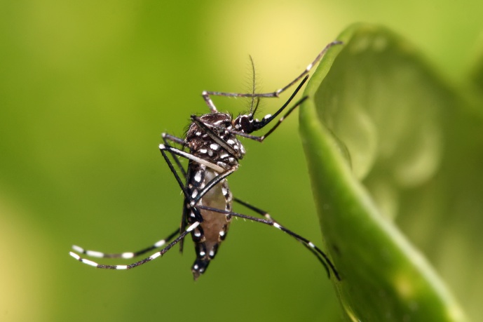 COMO PREVER O IMPACTO DA BACTÉRIA WOLBACHIA NA TRANSMISSÃO DE DOENÇAS POR MOSQUITOS? COMO PREVER O IMPACTO DA BACTÉRIA WOLBACHIA NA TRANSMISSÃO DE DOENÇAS POR MOSQUITOS?