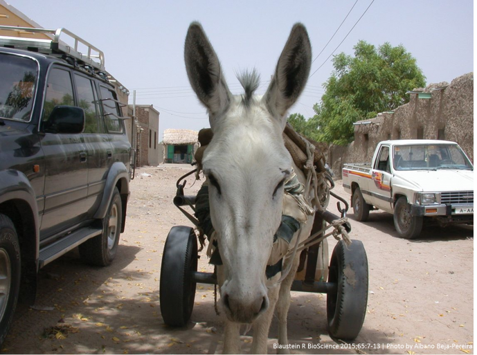 UNRAVELING THE MYSTERIES OF ANIMAL DOMESTICATION