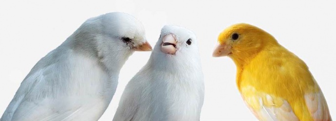 DESCOBERTA DE UM GENE ESSENCIAL PARA A COLORAÇÃO DAS AVES
