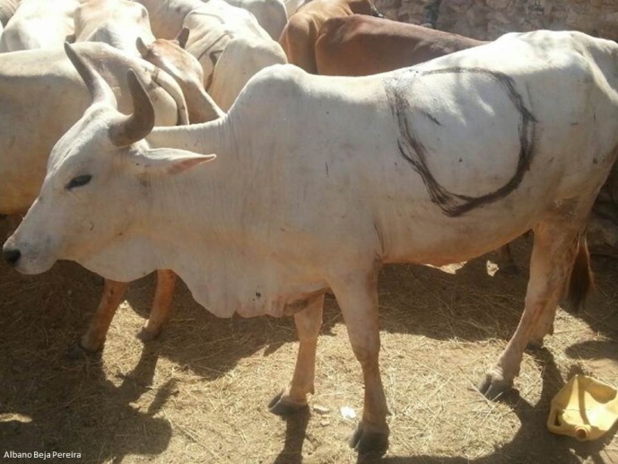 L’HOMME, LA VACHE ET LA LPH