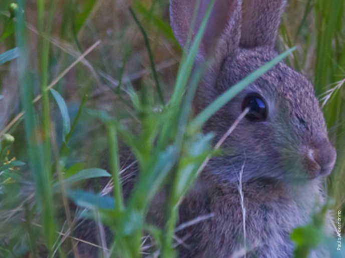 ENDEMIC STRAIN OF VIRAL HAEMORRHAGIC DISEASE IN EUROPEAN RABBIT WAS IDENTIFIED IN PICO ISLAND