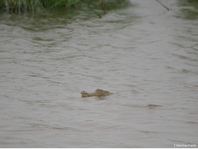 REPTILES AND AMPHIBIANS OF THE NATIONAL PARK OF DIAWLING REPTILES AND AMPHIBIANS OF THE NATIONAL PARK OF DIAWLING