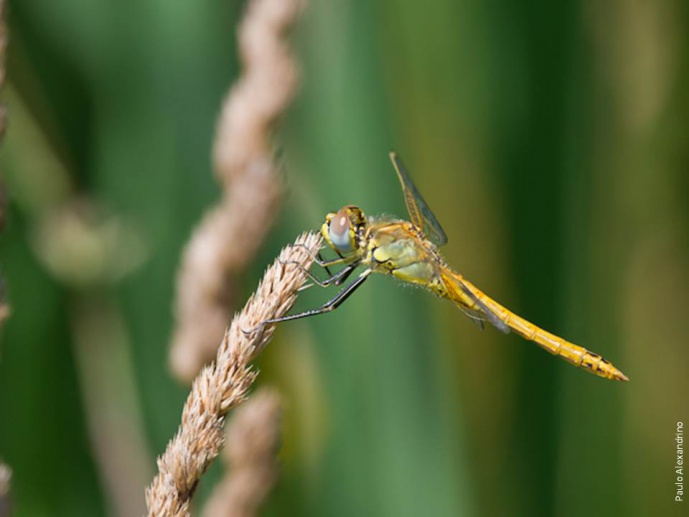 PRECIOSOS INSECTOS