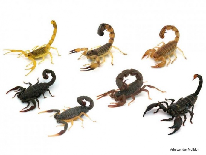 SCORPION ATTACK SCORPION ATTACK