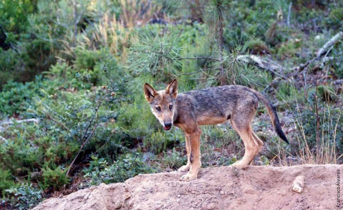 NEM CÃO NEM LOBO…