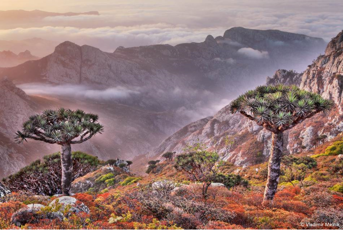 Crise de fornecimento de gás ameaça a biodiversidade no arquipélago de Socotra
