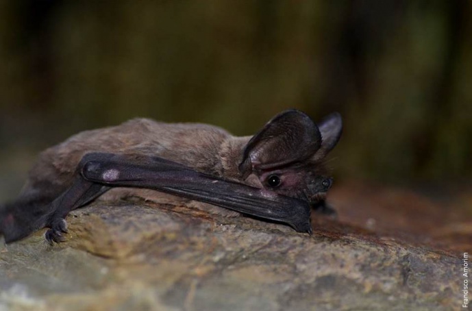 BATS AGAINST INSECTS