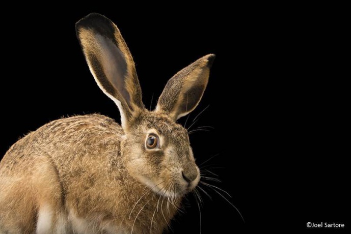 PHOTO TAKEN AT CIBIO-INBIO INTEGRATES THE NATIONAL GEOGRAPHIC'S EXHIBIT “PHOTO ARK”