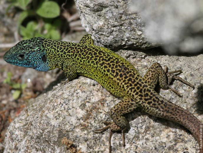 UNIDADES EVOLUTIVAS DO LAGARTO-DE-ÁGUA EM ESTUDO