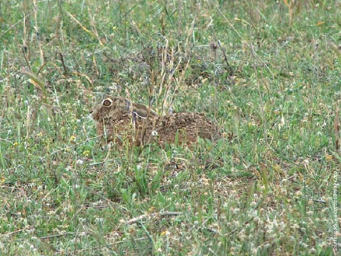 RHDV IDENTIFIED IN PORTUGUESE HARES