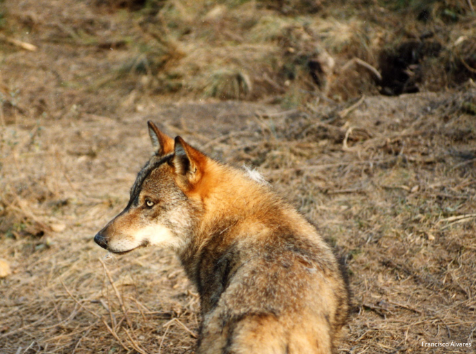 LARGE CARNIVORES ARE RECOVERING IN EUROPE