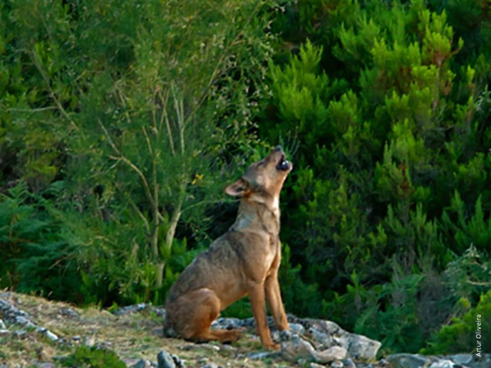 THE WOLF, A THREATENED PREDATOR