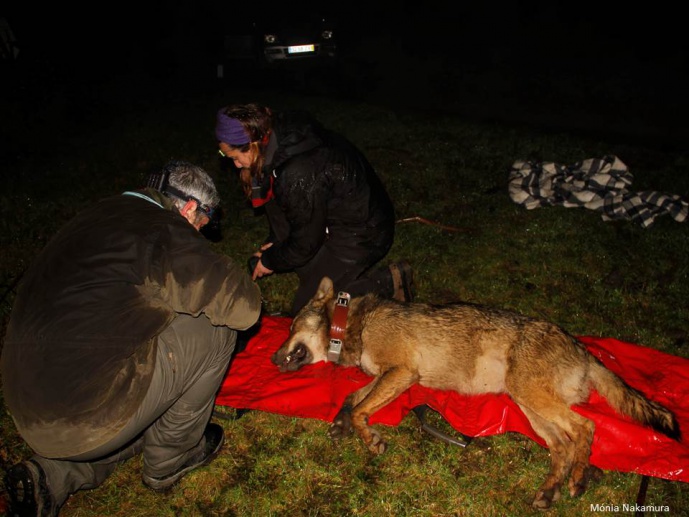 WOLVES AT RISK IN PAREDES DE COURA