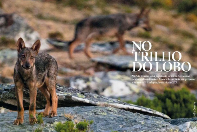 IN SEARCH OF WOLVES