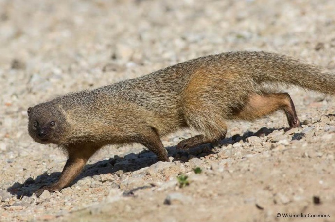 HUMAN-MODIFIED LANDSCAPES REDUCE THE MOVEMENTS OF TERRESTRIAL MAMMALS HUMAN-MODIFIED LANDSCAPES REDUCE THE MOVEMENTS OF TERRESTRIAL MAMMALS