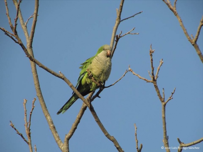GLOBAL TRADE IN WILD BRIDS