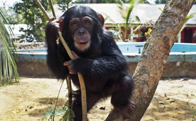 CIBIO-InBIO SUPPORTS CONSERVATION ACTION ON GUINEA-BISSAU CHIMPANZEES SEIZED IN ILLEGAL WILDLIFE TRADE