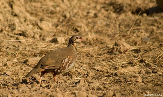 CIBIO-InBIO PARTICIPATES IN A NATIONAL CENTER FOR GAME MANAGEMENT