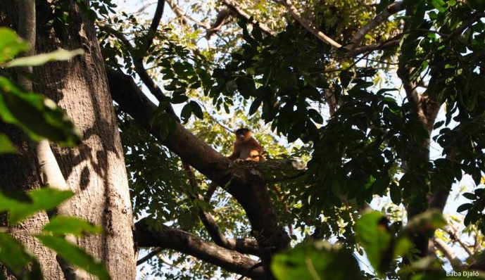 PRIMACTION: PROTECTING THE WESTERN CHIMPANZEE AND OTHER PRIMATES FROM ILLEGAL LOGGING AND HUNTING IN GUINEA-BISSAU, WEST AFRICA