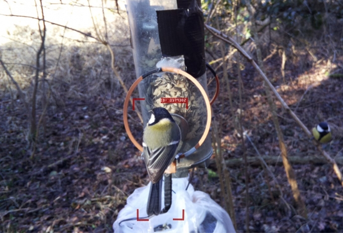Investigadores utilizam a inteligência artificial para criar primeiro método capaz de identificar individualmente as aves