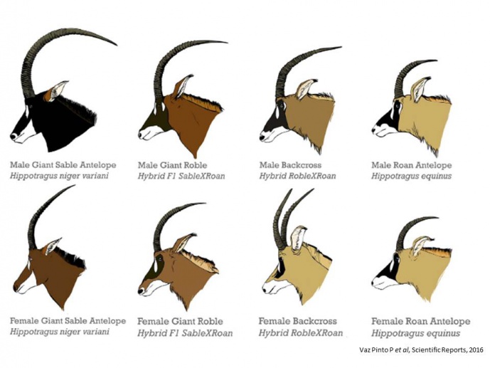 SCIENTIFIC REPORTS HIGHLIGHTS THE WORK OF CIBIO-InBIO’s RESEARCHERS ON THE GIANT SABLE ANTELOPE SCIENTIFIC REPORTS HIGHLIGHTS THE WORK OF CIBIO-InBIO’s RESEARCHERS ON THE GIANT SABLE ANTELOPE