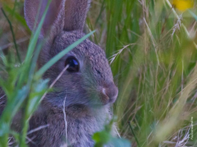 IBERIAN RABBITS HELP TO ANSWER DARWIN'S QUESTIONS
