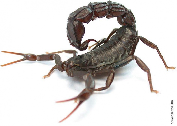 SCORPIONS USE STRONGEST DEFENSE MECHANISMS WHEN UNDER ATTACK