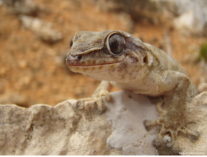 THE UNKNOWN REPTILES OF SOCOTRA