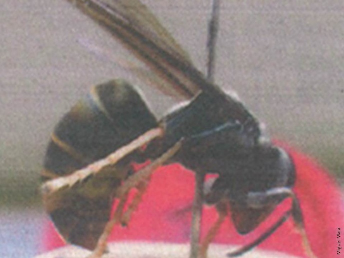 VESPA VELUTINA EM PORTUGAL