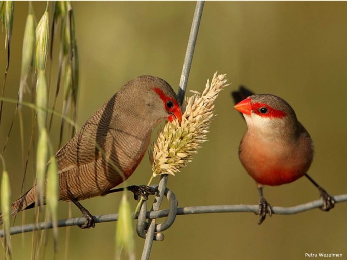 SocialBiol - The biology of friendship: How non-sexual social associations shape sexual selection and phenotypic evolution