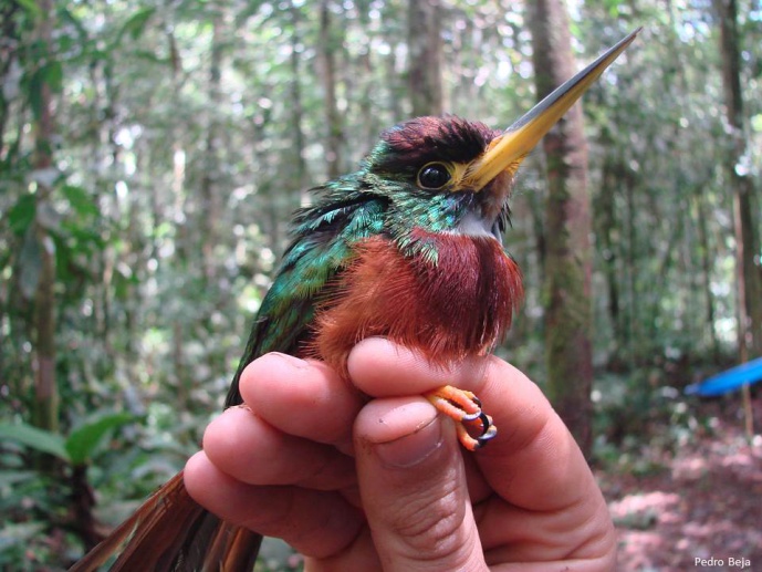 Effects of flooding regime on the spatial variation of bird and bat communities in Amazonian rainforests: implications for the management of protected areas