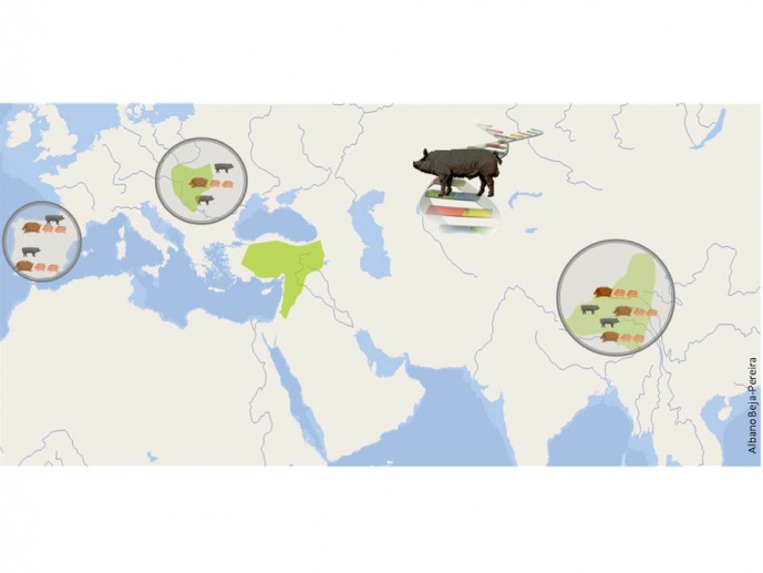 How genetically different is a domestic pig from a wild boar? Detecting molecular signatures of differential selection in candidate genes involved in domestication process and molecular adaptation in domestic and wild pig
