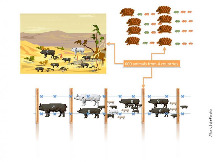 Molecular detection and impact of multiple-sired litters in the wild and domestic pig