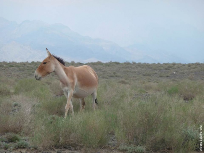 Phylogeography and Conservation of the Threatened Asiatic Wild Ass Species