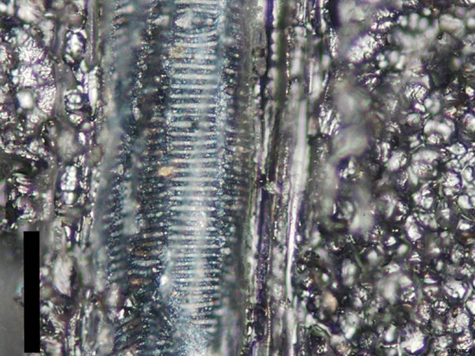 Archaeobotanical study of Cidadelhe (Mesão Frio)