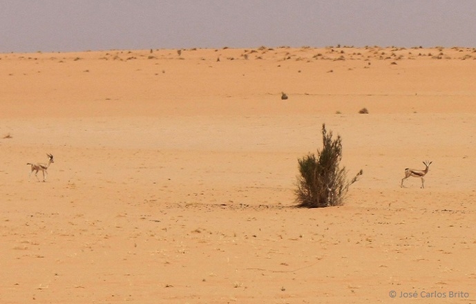 Understanding genetic diversity and population structure of endangered Gazella cuvieri and Gazella dorcas from Morocco using multiple molecular markers and a non-invasive sampling approach