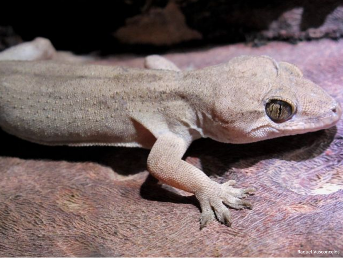 The Dragon Blood Tree's Gecko (<em>Hemidactylus dracaenacolus</em>)