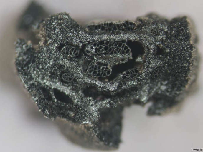 Archaeobotanical study from the prehistoric funerary monument Mamoa da Regedoura 2 (Fafe)