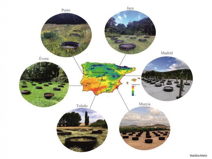 Trophic answers to macroecological gradients