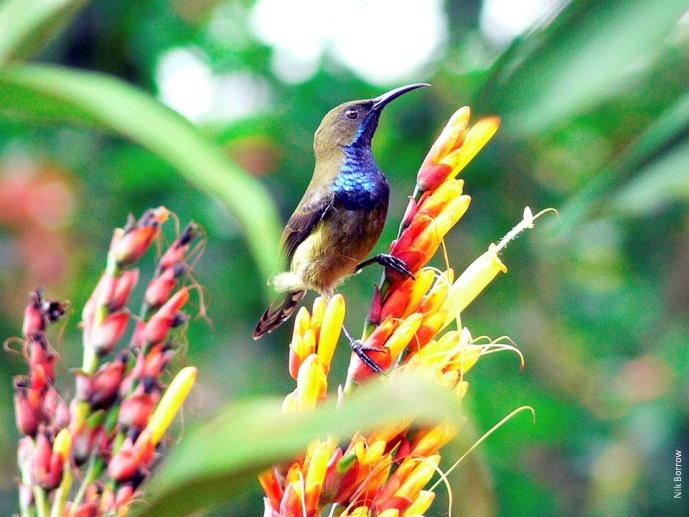 Host-parasite interactions and sexual selection on islands