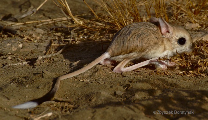 ARIADAPT - Climate change and genomics of adaptation to extreme desert conditions