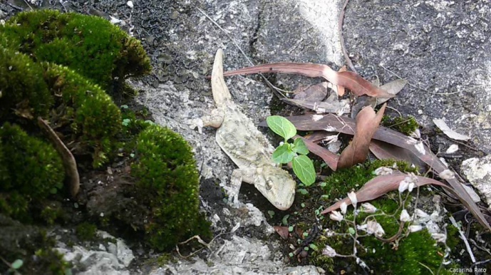 Climate Change and Local Adaptation: Challenges of a lizard whose sex is determined by environmental temperature