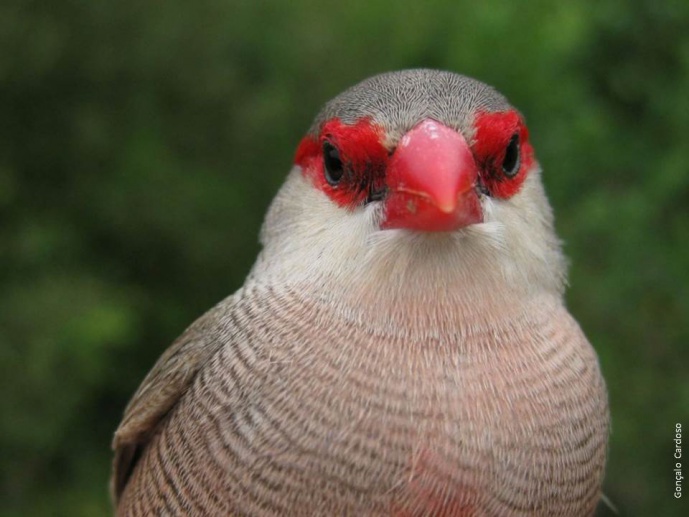 Anagenesis of a complex behaviour: the Family Estrildidae as a window to the evolutionary past of birdsong