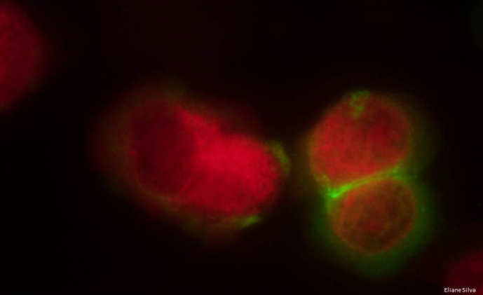 Occult Hepatitis C in Different Clinical Settings: Detection, Characterization and Diagnostic Tools