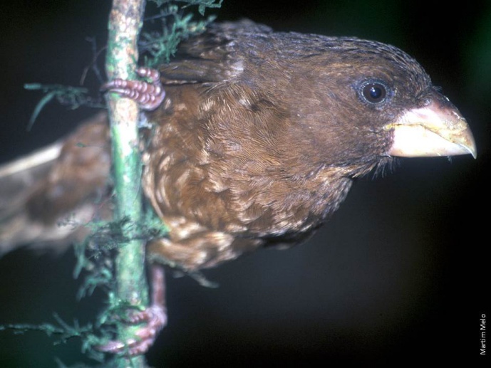 RADIAÇÕES - Genetics of ecological speciation in two avian radiations