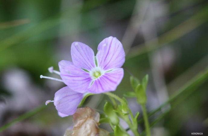 VERONICA (Systematics, Population Genetics and Propagation of Priority Azorean Endemic Vascular Plants)
