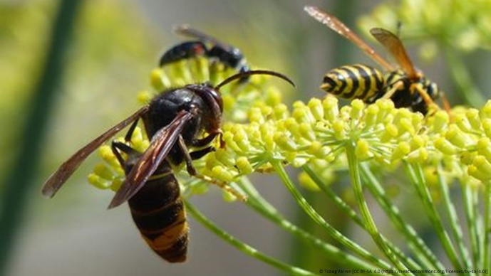 INVALIS - Improving policies to protect biodivesrity from invasive alien species