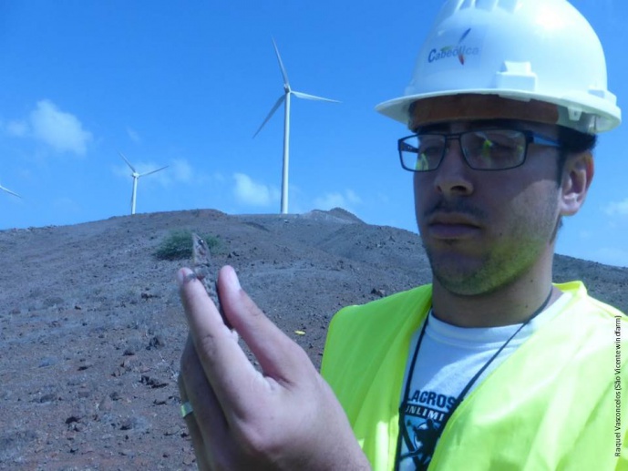 Monitoring the environmental impact of the wind farm in S. Vicente Island on the Cape Verdean wall gecko, <em>Tarentola substituta</em>
